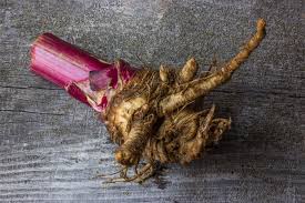 Attēlu rezultāti vaicājumam “Angelica sylvestris fruit”