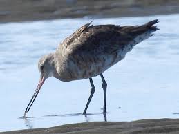 Image result for Limosa haemastica