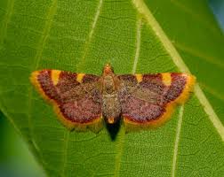 Attēlu rezultāti vaicājumam “Hypsopygia costalis”