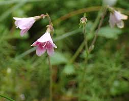 Attēlu rezultāti vaicājumam “Linnaea borealis flower”