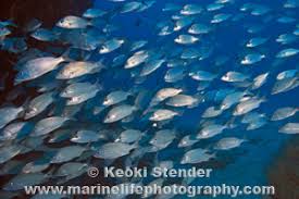 Image result for Haemulon aurolineatum