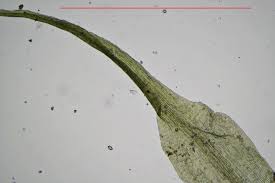 Attēlu rezultāti vaicājumam “| Dicranella”