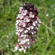 Attēlu rezultāti vaicājumam “Orchis ustulata”