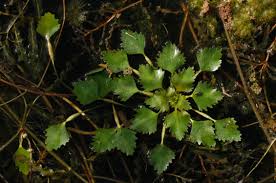 Attēlu rezultāti vaicājumam “Trapa natans leaf”