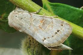 Attēlu rezultāti vaicājumam “Orthosia populeti”