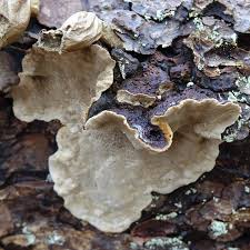 Attēlu rezultāti vaicājumam “Phellinus nigrolimitatus”
