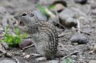 Mexican ground squirrel - via Daymix