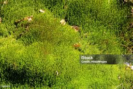 Attēlu rezultāti vaicājumam “Mnium hornum”