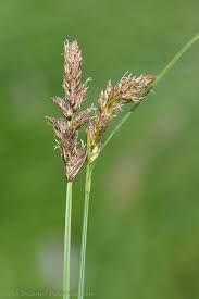 Attēlu rezultāti vaicājumam “Carex disticha”