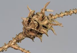 Attēlu rezultāti vaicājumam “Adelges laricis nymph”