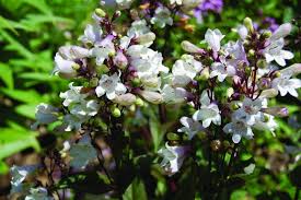 Image result for Penstemon
