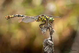 Attēlu rezultāti vaicājumam “Onychogomphus forcipatus”