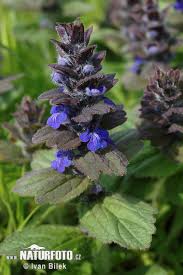 Attēlu rezultāti vaicājumam “Ajuga genevensis”