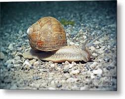 Attēlu rezultāti vaicājumam “Helix pomatia”