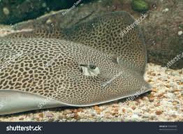 Image result for Himantura uarnak