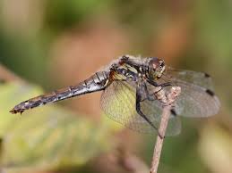 Attēlu rezultāti vaicājumam “Sympetrum danae”