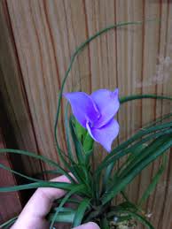 Image result for tillandsia umbellata