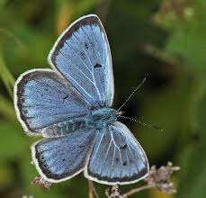 Attēlu rezultāti vaicājumam “Maculinea alcon upperside”