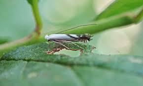 Attēlu rezultāti vaicājumam “Lyonetia prunifoliella”