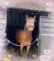 Image result for Cranleigh School Stables