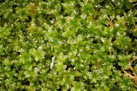 Attēlu rezultāti vaicājumam “Plagiomnium ellipticum”