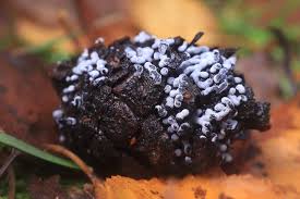 Attēlu rezultāti vaicājumam “Didymium minus”