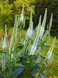 Attēlu rezultāti vaicājumam “Veronica longifolia flower”