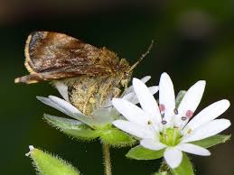 Attēlu rezultāti vaicājumam “Panemeria tenebrata”