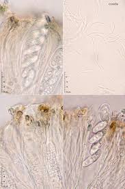 Attēlu rezultāti vaicājumam “Xylographa paralella”