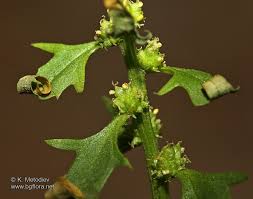 Attēlu rezultāti vaicājumam “Chenopodium foliosum”