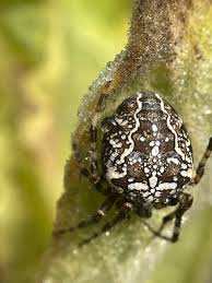 Attēlu rezultāti vaicājumam “Araneus diadematus juvenile”