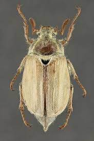 Attēlu rezultāti vaicājumam “Melolontha hippocastani”