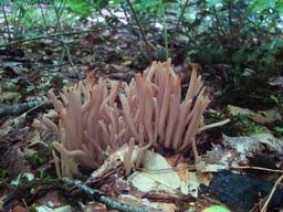 Attēlu rezultāti vaicājumam “Clavaria fumosa”