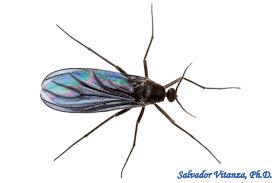 Attēlu rezultāti vaicājumam “Sciaridae”