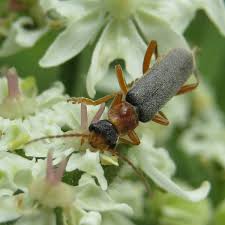 Attēlu rezultāti vaicājumam “Cantharidae”
