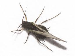 Attēlu rezultāti vaicājumam “Aphis jacobaeae”