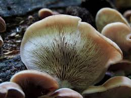 Attēlu rezultāti vaicājumam “Lentinellus ursinus”