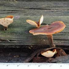 Attēlu rezultāti vaicājumam “Polyporus melanopus”