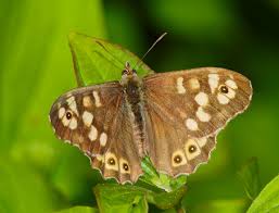 Attēlu rezultāti vaicājumam “Pararge aegeria upperside”