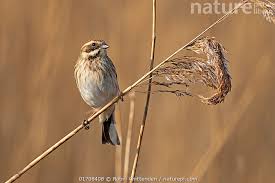 Attēlu rezultāti vaicājumam “Emberiza schoeniclus”