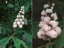 Attēlu rezultāti vaicājumam “Aesculus hippocastanum flower”
