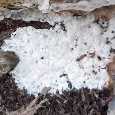 Attēlu rezultāti vaicājumam “Physisporinus vitreus”