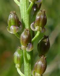 Attēlu rezultāti vaicājumam “Triglochin maritimum flower”