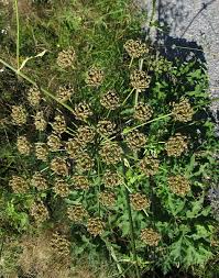 Attēlu rezultāti vaicājumam “Heracleum sphondylium subsp. sibiricum”