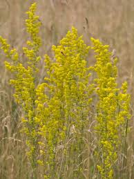 Attēlu rezultāti vaicājumam “Galium verum leaf”