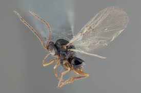 Attēlu rezultāti vaicājumam “Andricus quercuscorticis”