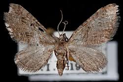 Attēlu rezultāti vaicājumam “Eupithecia pusillata”