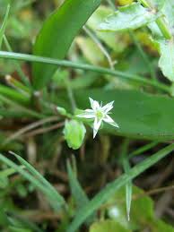 Attēlu rezultāti vaicājumam “Stellaria uliginosa”