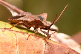 Attēlu rezultāti vaicājumam “Coreus marginatus”