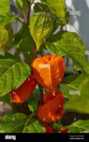 Attēlu rezultāti vaicājumam “Physalis alkekengi leaf”